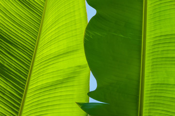 Large, green leaves of a banana palm tree on a sunny day