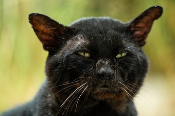 warrior black male stray cat