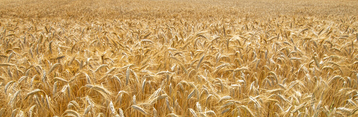 Feld