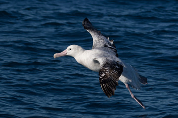 Gibson's Wandering Albatross in New Zealand