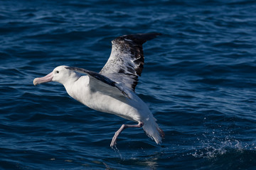 Gibson's Wandering Albatross in New Zealand Waters