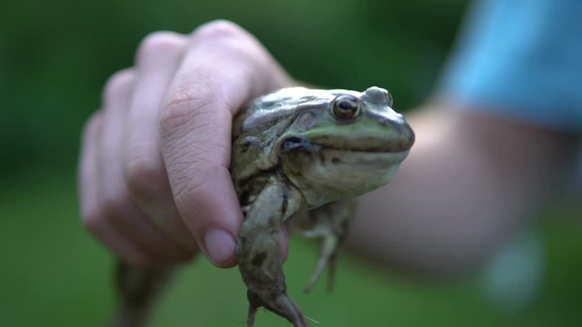 A big green toad in a man's hand. Toad defends inflates bubbles on cheeks
