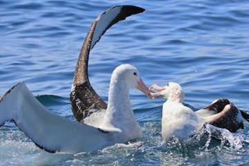 Gibson's Wandering Albatross in New Zealand Waters