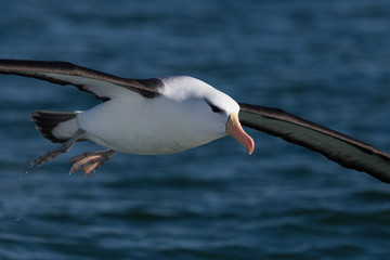 Black Browed Albatross