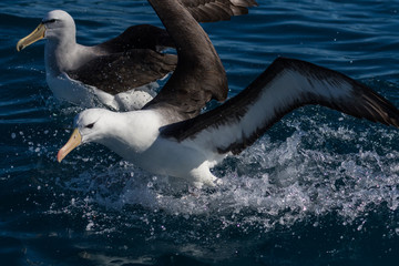 Black Browed Albatross