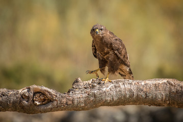 Buteo buteo Common Buzzard raptor