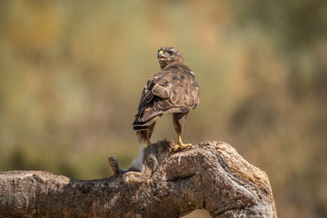 Buteo buteo Common Buzzard raptor