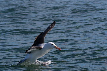 Black Browed Albatross