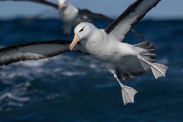 Black Browed Albatross