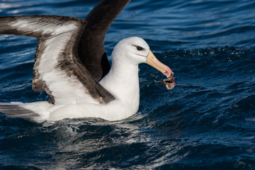 Fototapeta na wymiar Black Browed Albatross