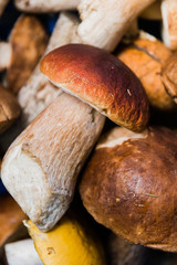 white mushroom boletus close-up in a basket collected in the forest, selective focus