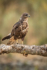 Buteo buteo Common Buzzard raptor