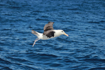 Black Browed Albatross