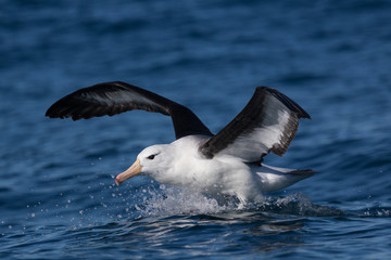 Black Browed Albatross