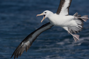 Fototapeta na wymiar Black Browed Albatross