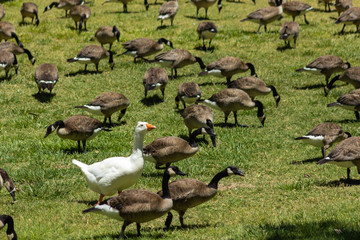 White Goose Standing Out of the Crowd