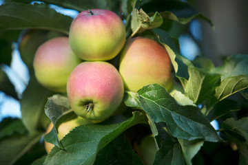 ripe apples on a tree branch in the garden