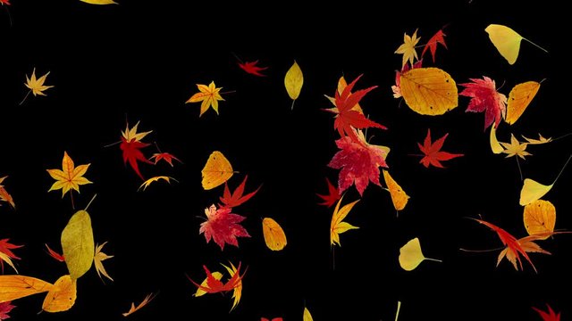 Autumn leaves dance in wind
