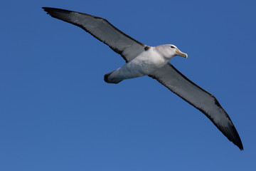 Salvin's Mollymawk Albatross in New Zealand Waters