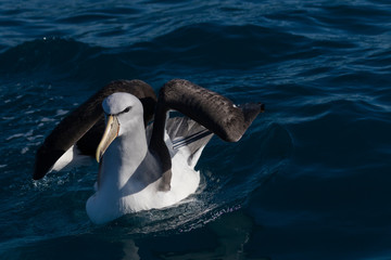 Salvin's Mollymawk Albatross in New Zealand Waters