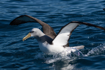 Salvin's Mollymawk Albatross in New Zealand Waters