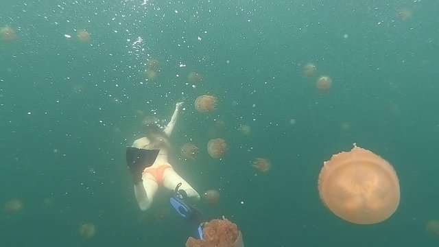 Go Pro Underwater Snorkeling with jellyfish, Jellyfish Lake, Palau, Caroline Islands, Micronesia, Pacific