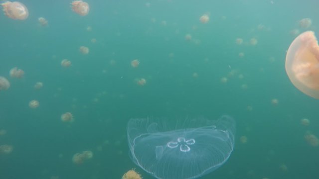 Go Pro Underwater Snorkeling with jellyfish, Jellyfish Lake, Palau, Caroline Islands, Micronesia, Pacific