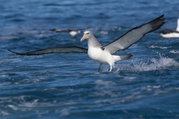 Salvin's Mollymawk Albatross in New Zealand Waters