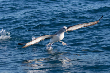 Salvin's Mollymawk Albatross in New Zealand Waters