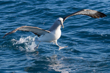 Salvin's Mollymawk Albatross in New Zealand Waters