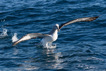 Salvin's Mollymawk Albatross in New Zealand Waters