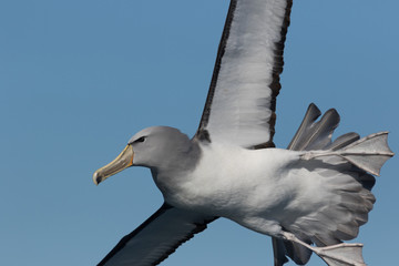 Salvin's Mollymawk Albatross in New Zealand Waters