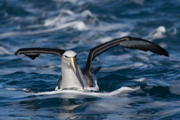 Obraz premium Salvin's Mollymawk Albatross in New Zealand Waters