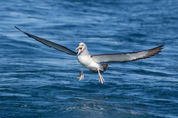 Salvin's Mollymawk Albatross in New Zealand Waters