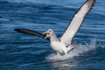 Salvin's Mollymawk Albatross in New Zealand Waters
