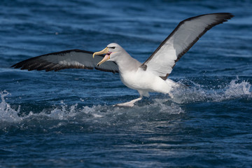 Fototapeta na wymiar Salvin's Mollymawk Albatross in New Zealand Waters