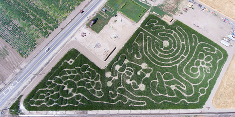 Fototapeta premium corn maze, maze, aerial photo of a corn maze, field, green, agriculture