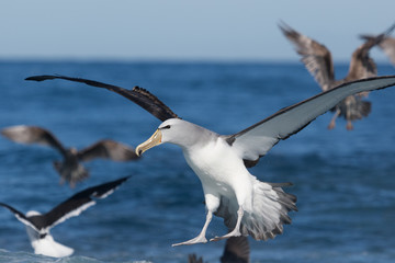 Salvin's Mollymawk Albatross in New Zealand Waters