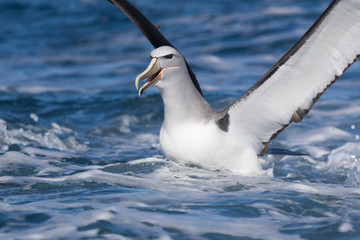 Salvin's Mollymawk Albatross in New Zealand Waters