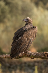 Black vulture Aegypius monachus