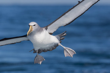 Salvin's Mollymawk Albatross in New Zealand Waters