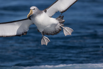 Salvin's Mollymawk Albatross in New Zealand Waters