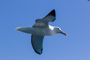Northern Royal Albatross in New Zealand Waters
