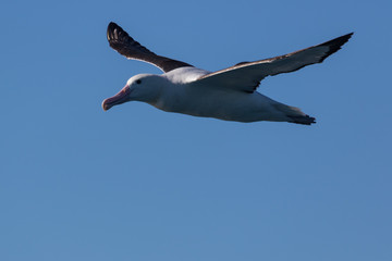 Northern Royal Albatross in New Zealand Waters