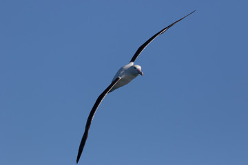 Fototapeta na wymiar Northern Royal Albatross in New Zealand Waters