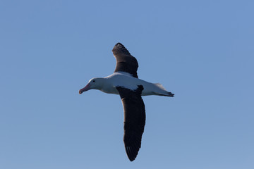 Northern Royal Albatross in New Zealand Waters