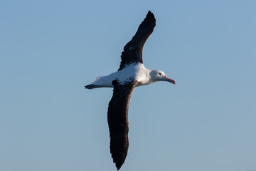 Northern Royal Albatross in New Zealand Waters