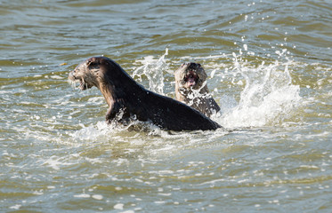 Fototapeta premium River otter