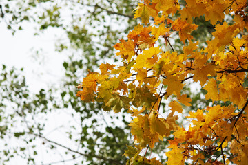 Autumn background. Yellow maple leaves on th branches. Copy space. Place for text and design.