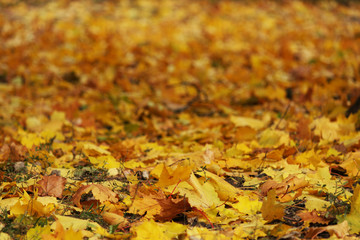 Yellow background with autumn maple leaves on the ground. Copy space. Place for text.